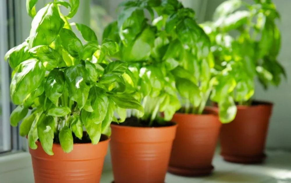 La ubicación y el cuidado de esta planta activan un flujo positivo en casa.