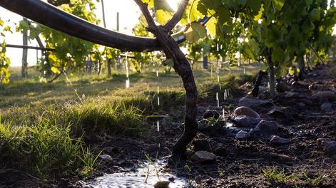 Los Andes | MQ56TKYFNRE3BI52SUDI6BRVMU.jpg?quality=75&smart=true&auth=4e338a96ef92f13f8775e69a6d084d19d049a63f3d735b67d406da514b7a8ca8&width=980&height=640