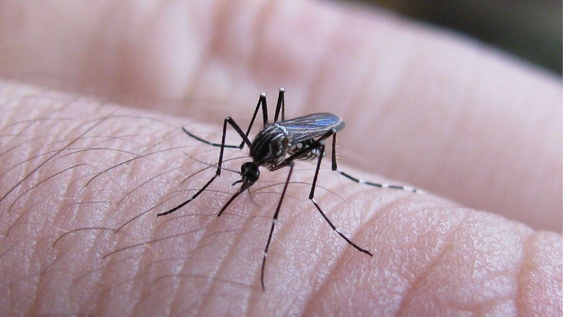 En jardín y jardinería, estas plantas protegen entradas del calor e insectos
