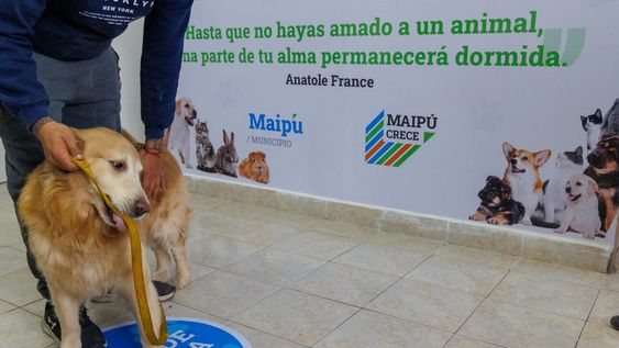 el centro de atencion primaria veterinaria de maipu ya supera las 300 consultas mensuales