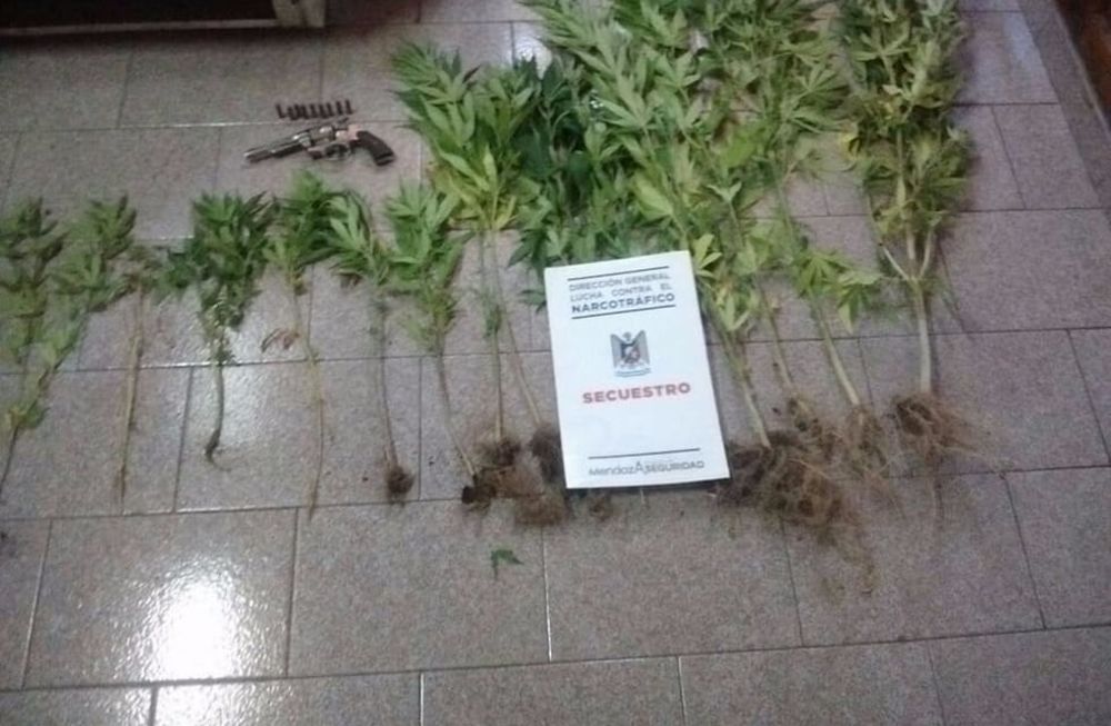 Tenía 15 plantas de marihuana y un arma en su casa de San Rafael: fue detenido