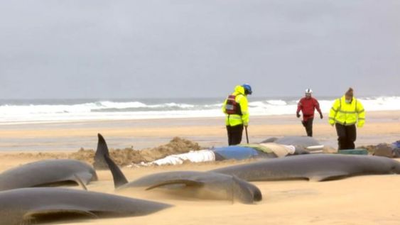 Las ballenas piloto quedaron varadas y murieron por su propio peso. Foto: Mairi Robertson-Carrey, Christina McAvoy/British Divers Marine Life Rescue