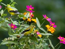 El clima agradable que comienza en septiembre hace que los pájaros visiten continuamente las plantas del jardín.