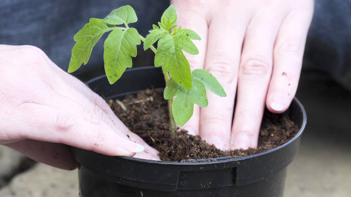 Lo usás todos los días y lo tirás: el truco con cáscaras que revive cualquier planta
