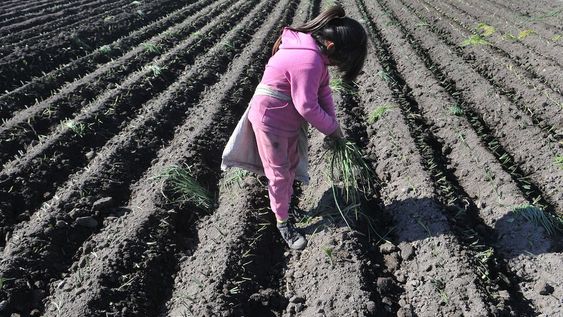 Una obligación urgente en la provincia es bajar a cero la realidad del trabajo infantil en el territorio. / Foto: Claudio Gutierrez / Los Andes