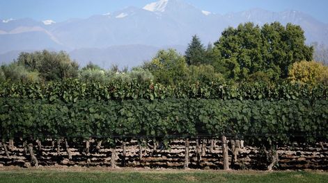 Por qué hay 12.000 viñedos menos - Por Gabriela Lizana