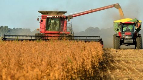 Cosecha de trigo.