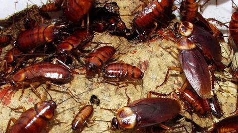 Truco casero para eliminar las cucarachas de la casa