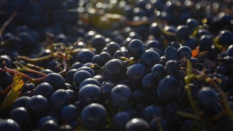 El Malbec cuenta con más de 40.000 hectáreas actualmente.&nbsp;&nbsp;