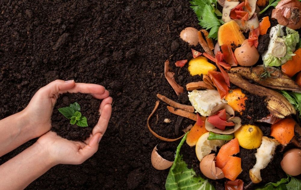 Esta cáscara puede transformarse en un abono suave que sostiene el desarrollo de las plantas a largo plazo.