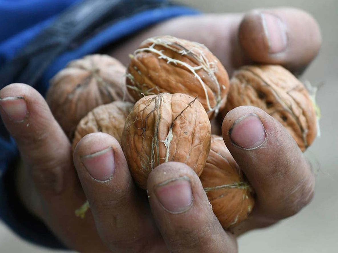 Con un mayor valor por kilo y menos fiscalización que la uva, los productores de frutos secos y cerezas deben invertir para frenar las pérdidas de sus frutos y evitar mayores perjuicios.