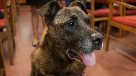 Los Andes | En 2017 a “Tiger” le arrojaron un petardo que le explotó en la boca y le fracturó la mandíbula. Hoy marchará con su dueña. Foto: Archivo / Los Andes
