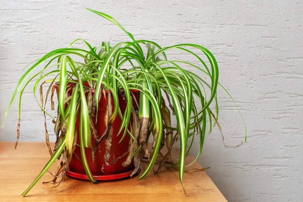 El fertilizante natural ideal para tu jardín, jardinería y plantas.