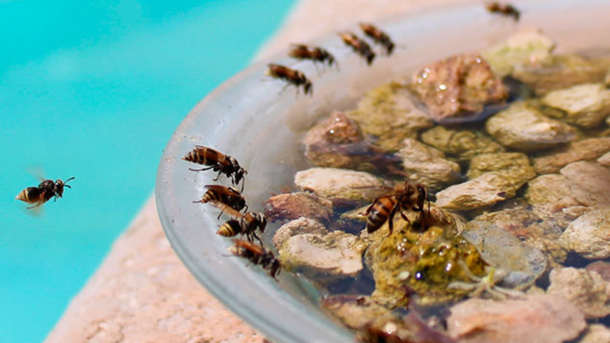 Cómo construir un bebedero seguro para abejas y ev