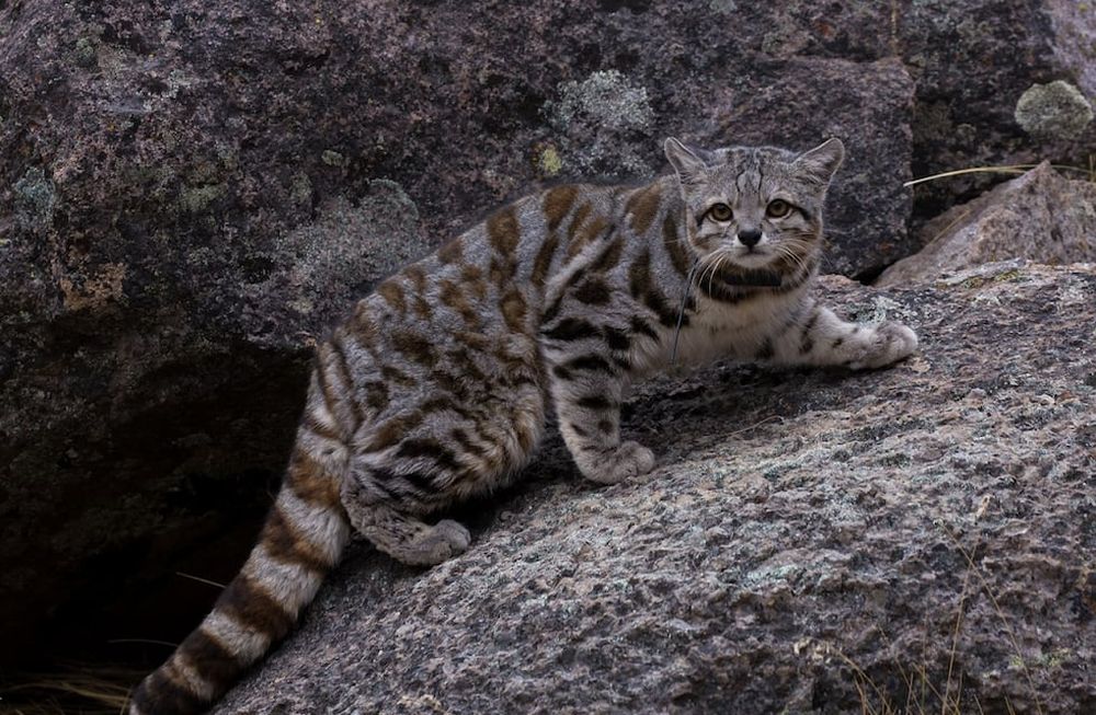 “El fantasma de los Andes”: filmaron a un ejemplar del misterioso gato andino en Uspallata. Foto: Imagen ilustrativa Gentileza: Juan Reppucci - AGA