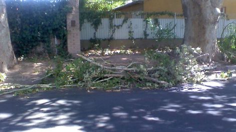 Árboles peligrosos en Las Heras