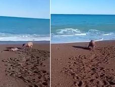 Un pitbull atacó a un cachorro de lobo marino y buscan al dueño. Un pitbull atacó a un cachorro de lobo marino y buscan al dueño.
