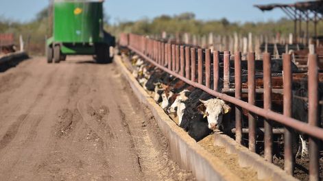 Intensificación de la ganadería mendocina - Por Rodolfo Gonsolin