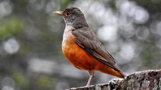 La especie de este pájaro invernal puede vivir hasta 30 años en su hábitat natural.