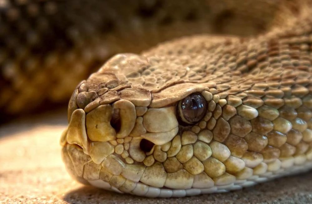 Científicos de Brasil identificaron una sustancia en el veneno de una serpiente que habita en la Argentina capaz de impedir la reproducción del coronavirus