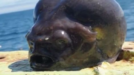 Impactante hallazgo en el océano: encuentran un extraño pez alien en Rusia