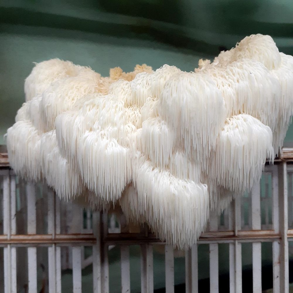 Melena de León. Es una de las variedades más populares entre los hongos medicinales, un símbolo de esta nueva generación de productos saludables