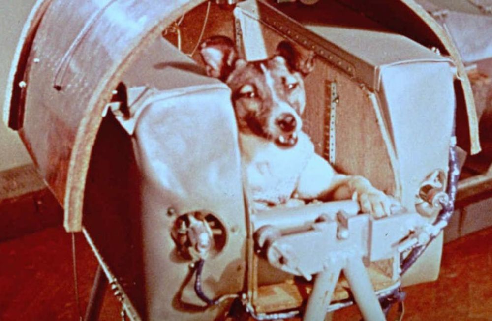 Laika fue hace 60 años el primer ser vivo en orbitar la Tierra en un histórico vuelo sin retorno. (Web)