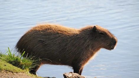 La Policía rescató a un carpincho que circulaba por la zona de Aeroparque Jorge Newbery.&nbsp;