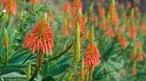 Los Andes | En el fondo del tubo floral, las atractivas inflorescencias de Aloe contienen un exquisito néctar que es un manjar para gran cantidad de aves.