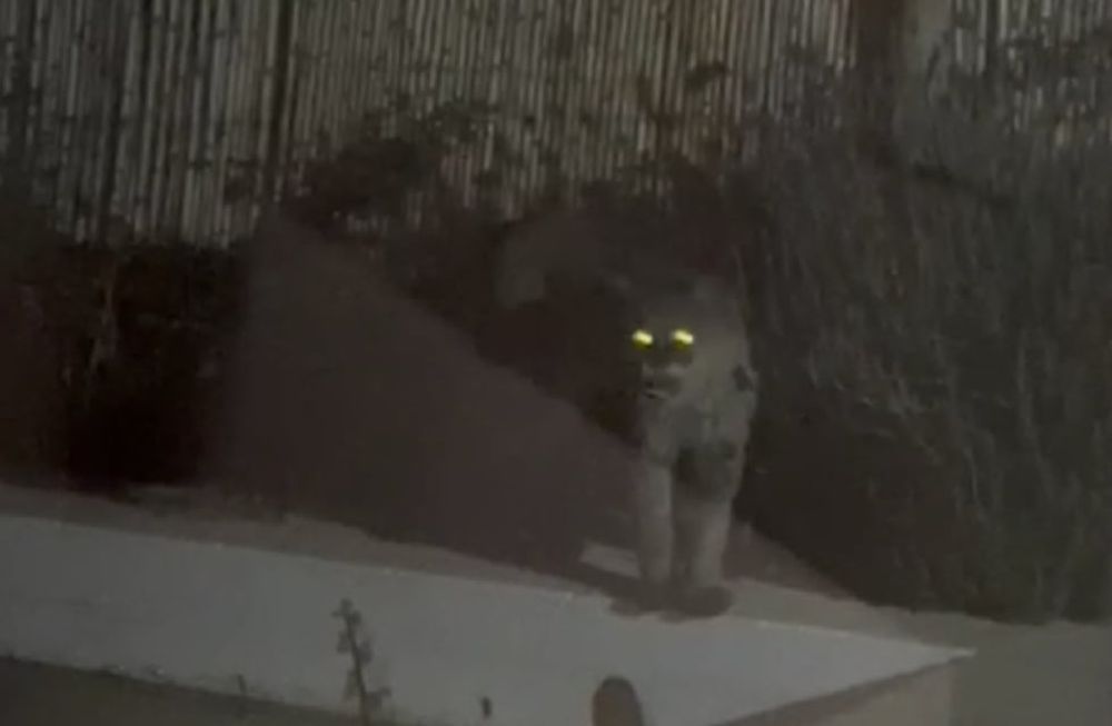 Puma suelto en barrio privado de Las Heras (Captura de video / Gentileza)