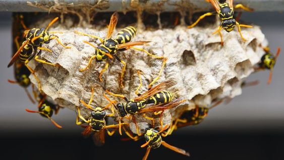 Este aroma natural las avispas no lo soportan y eso puede mantenerlas alejadas sin usar químicos ni dañar el ambiente cercano a casa.