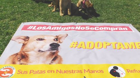 Los Andes | Buscan incentivar la adopción de perros