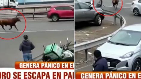 El toro, desesperado y asustado, destrozó todo lo que tuvo a su paso durante su intento de escapar del camión que lo llevaba al matadero.