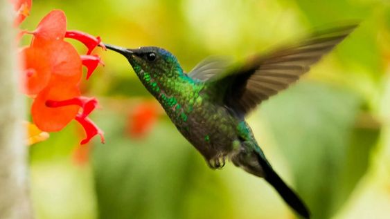 Las plantas trepadoras son las favoritas para distintas aves. Entre ellas, picaflores y mariposas.