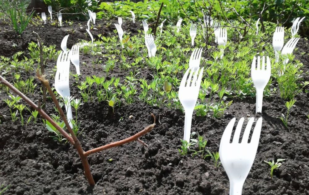 Este truco es económico, fácil de implementar y puede retirarse cuando las plantas estén firmes.