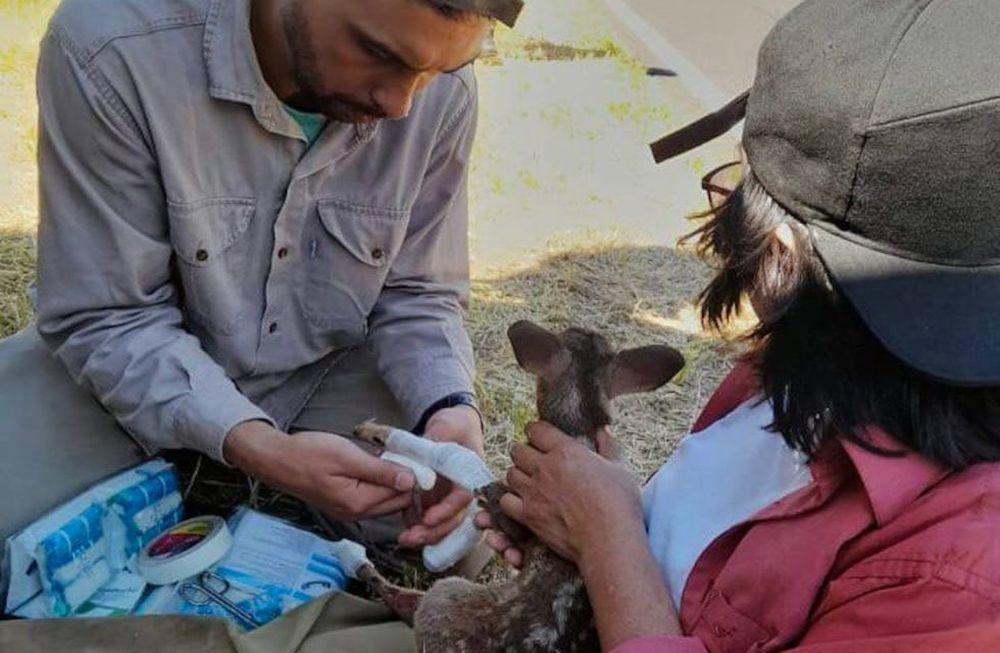 La productora apícola Diana Aguirre y un brigadista lograron rescatar un guazuncho bebé que sufrió daños por los incendios forestales / Gentileza Coninagro