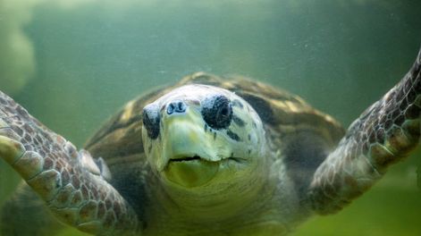 El tortugo Jorge ya tiene fecha para volver al mar: así será esperado y conmovedor operativo
