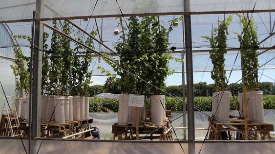 El portainjerto o pie es la sección basal que incluye las raíces en una planta injertada (la parte aérea es la variedad seleccionada por el viticultor).