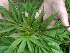 Cinco ladrones armados ingresaron en una finca de Santa Rosa donde se cultiva cannabis sativa de forma autorizada y robaron dinero y un arma.