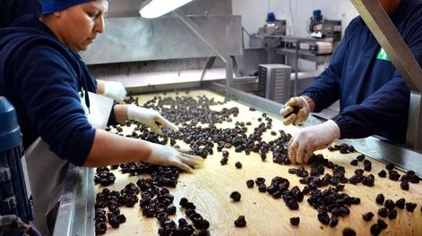 Los Andes | Los exportadores de ciruela han tenido complicaciones con las ventas a Rusia. - Archivo / Los Andes