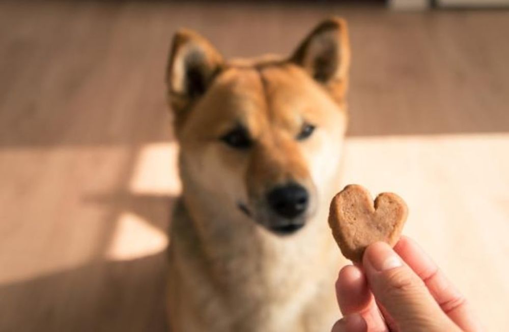 Descuentos en tiendas para Mascotas con Banco Nación.