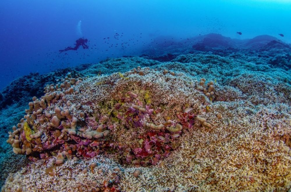Cr&eacute;ditos: Manu San F&eacute;lix/National Geographic Mares pr&iacute;stinos.