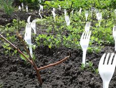 Este truco es económico, fácil de implementar y puede retirarse cuando las plantas estén firmes.