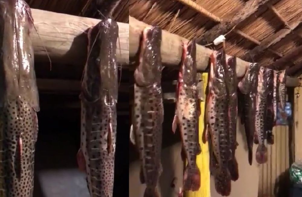 Los surubíes colgados de una columna. Foto: captura de video.
