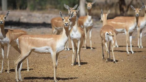 Los Andes | Ecoparque de Mendoza. Mientras se esperan las obras en el actual Ecoparque algunos animales continúan en el ex zoo de Mendoza  Foto: Claudio Gutiérrez