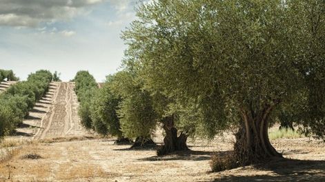 Los Andes | Querían posicionar a Old Tree como un referente de innovación y calidad en la industria. Había explorado nuevas técnicas para obtener aceites con mayores niveles de antioxidantes. / Imagen: Internet