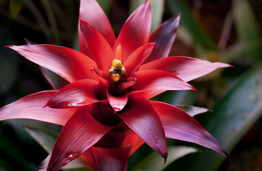 Estas atractivas plantas, que florecen a los dos años de vida, surgen en las grietas en las rocas montañosas o en las horquillas de los árboles de la selva.