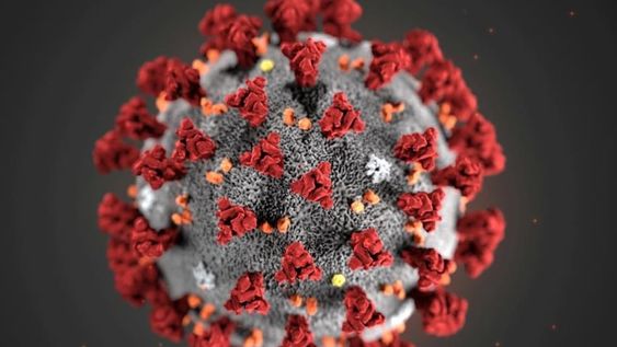 La molécula es la Lectina de Unión a Manosa, proteína funcionalmente similar a un anticuerpo que debido a su actividad antiviral puede convertirse en la nueva arma contra el Covid-19 / Foto: Gentileza