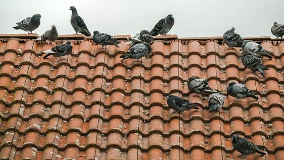Estos métodos naturales no provocan ningún daño a los pájaros, sino que los mantiene alejados del hogar.