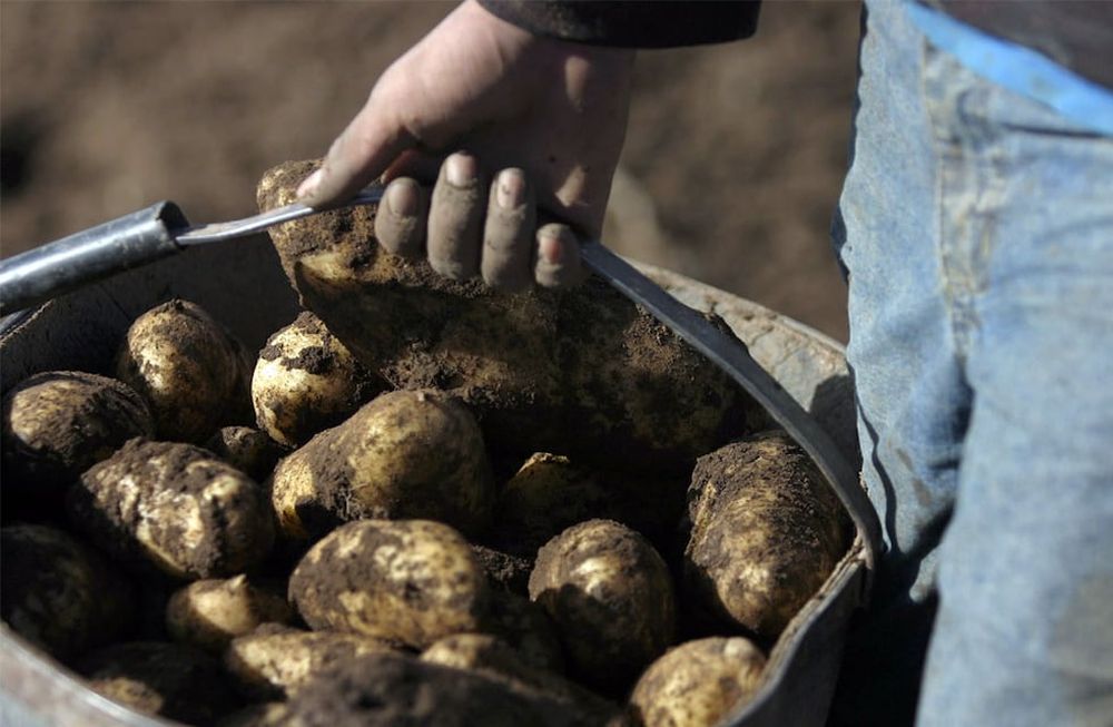 Por diversos factores, los rindes de la temporada pasada fueron más bajos y, por el aumento de los costos, varios productores reducirán la superficie sembrada con papa